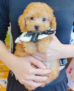 Poodle