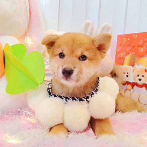 Shiba inu