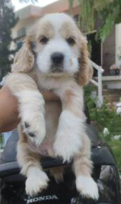 ENGLISH COCKER SPANIEL PUPPIES C34  🌻 Male