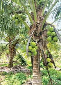 Kelapa Matag Segar (Borong / Runcit)