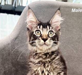Purebred Male Mainecoon kitten.