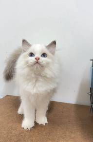 female ragdoll