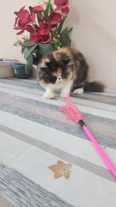 Flat Face Calico