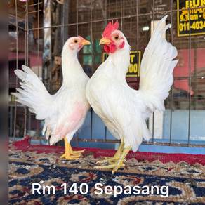 Ayam Serama