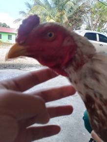 ayam pamakoy