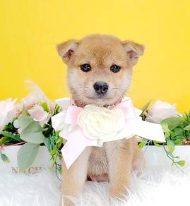 Shiba