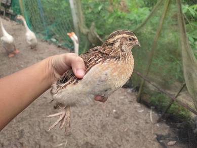 burung puyuh betina