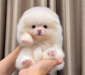 Pomeranian Female White Puppy PROMO
