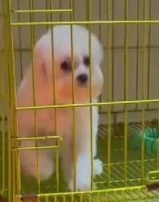 Bichon 