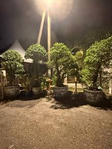 combo 4 piece vintage bonsai