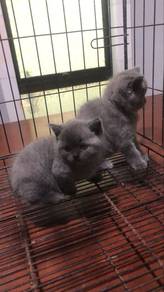 Kucing BSH baka asli