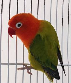 Love Bird For Sale