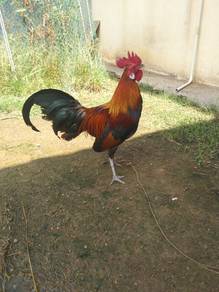 ayam hutan