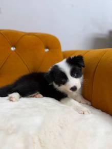 Black and white Border Collie