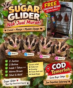 sugar glider