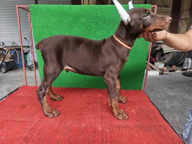 Male Doberman MKA Puppy 1708C
