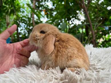 Holland lop