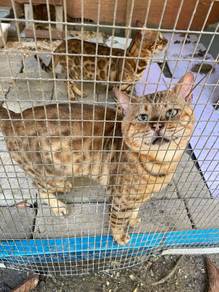 bengal cat