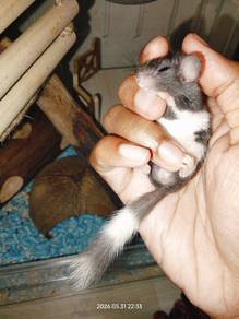 dormouse 