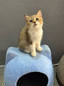 Golden Tabby & White bsh