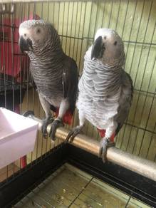 Burung Induk Pair Congo African Grey Parrot Bird