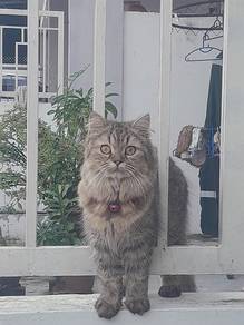 kucing betina blh