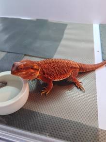 Bearded Dragon 9 month (Fullset) 