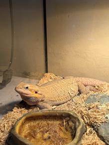 Bearded Dragon Rehome