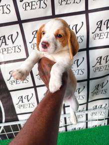 Beagle Puppy Male Pure Breed Ready To Rehome