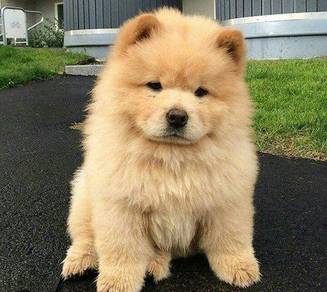 Chow Chow