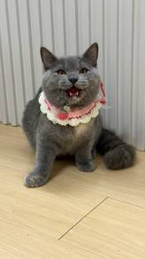 BSH Kitten