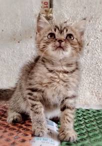 British Shorthair Kitten