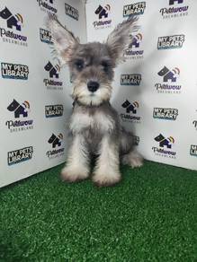 Miniature schnauzer grey white