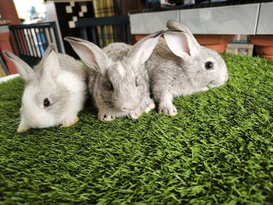 arnab Rabbit mix chin
