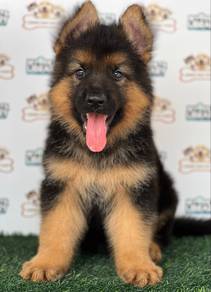 German Shepherd