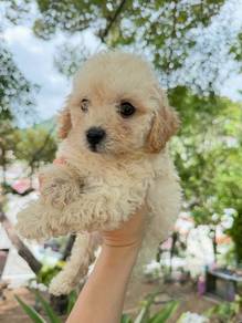 Poochon (Poodle ✖️ Bichon）