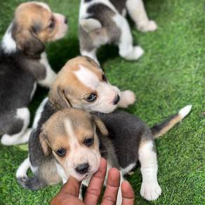 beagle puppies u