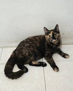 pregnant female BSH 