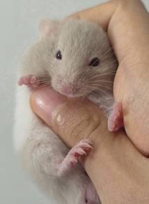 Hamster Syirian