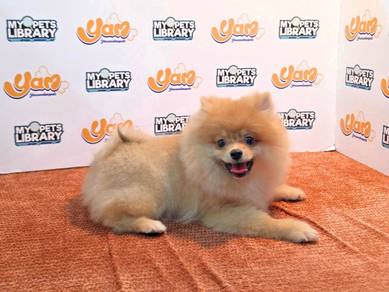 Pomeranian  bear 300826