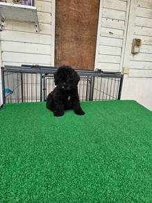 Toy Poodle Puppy