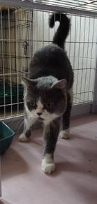 bsh bicolor 