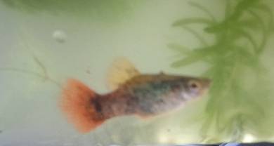 ikan molly platy 