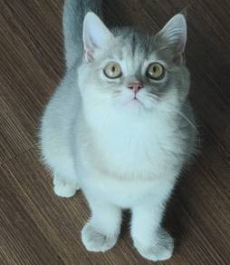 BSH golden kitten British shorthair kitten 