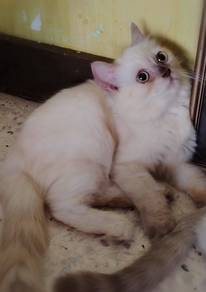 British Longhair Kitten