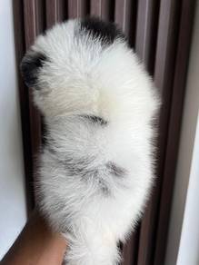 mini Pomeranian.