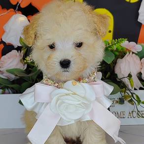 Poodle