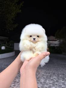 mimi Pomeranian 