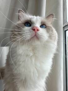 Ragdoll male