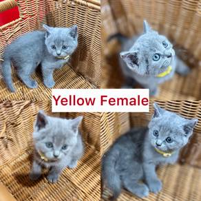 Ragdoll × British Shorthair Lilac Kittens